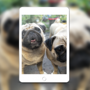 Fonds d'écran de chiots mignon screenshot 0