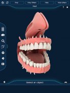 Dental Anatomy Pro. screenshot 9