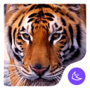 Fierce Wild Tiger APUS theme & HD wallpapers