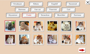 Guess the Cat: Tile Puzzle screenshot 8