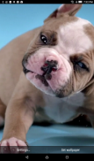 Puppy Shake Live Wallpaper screenshot 3