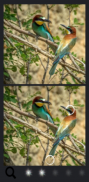 Spot the Difference Birds screenshot 3