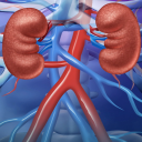 Renal System Icon