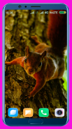 Squirrel HD Wallpaper screenshot 4