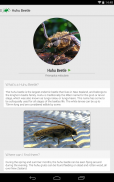 Bugs of New Zealand Free screenshot 3