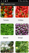 Vegetable Crops screenshot 1