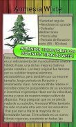 My Weed - Cultivar Marihuana screenshot 5