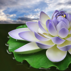 Lotus Flower Wallpapers 148 Download Apk For Android Aptoide
