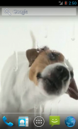 Dog Licks Screen Wallpaper screenshot 3