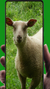 Sheep Wallpaper screenshot 3