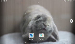 Bunny Licks Screen Wallpaper screenshot 4