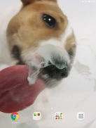 Dog Licks Screen Video LWP screenshot 5