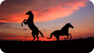 Пазлы - Красивые Лошади и Пони screenshot 2