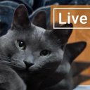 Cute Lazy Cat Live Wallpaper Icon
