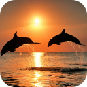 Video Wallpapers: Amazing Dolphins HD Icon