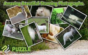 Free Albino Animal Puzzle Game screenshot 1