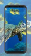 Tortoise Wallpaper screenshot 1