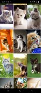 Kitten Wallpapers screenshot 0