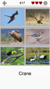 Uccelli famosi del mondo: Quiz con foto colorate screenshot 1