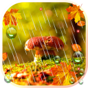 Autumn Rain live wallpaper Icon