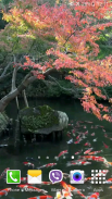 Koi Pond Video Live Wallpaper screenshot 0