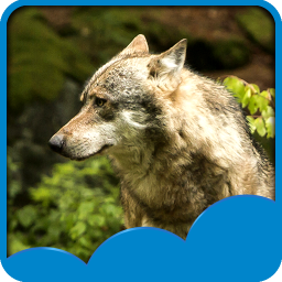 Wolf Live Wallpapers 1 6 Download Apk For Android Aptoide