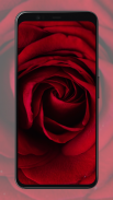 Rose Wallpapers screenshot 1