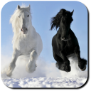 Horse Wallpapers - Baixar APK para Android | Aptoide