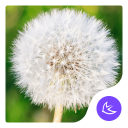 Dandelion|APUS Launcher theme Icon