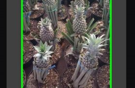 plant fruit trees in pots to quickly harvest screenshot 7