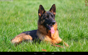 Domestic animals for kids screenshot 5