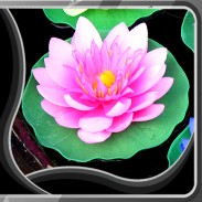 lotus wallpaper hidup screenshot 1