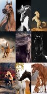 Horse Wallpapers HD screenshot 7