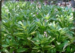 ginseng cultivation in pots screenshot 0