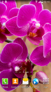 Orchids Wallpaper screenshot 6