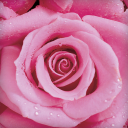 Rose Live Wallpaper Icon