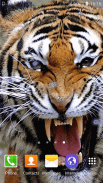 Tiger Live Wallpaper screenshot 6