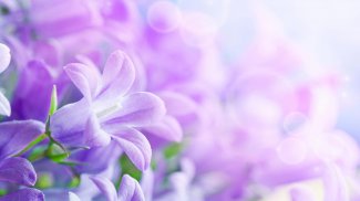 Lilac Flowers Live Wallpaper screenshot 2