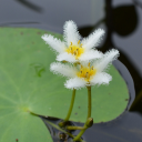 Aquarium & Pond Plant ID Icon