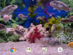 Aquarium Video Wallpaper screenshot 8