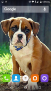 Boxer Dog Wallpapers Hd screenshot 0