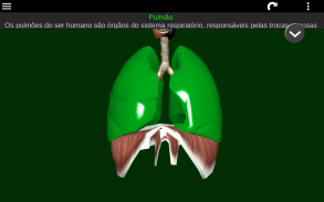 Órgãos Internos em 3D (Anatomia) screenshot 13