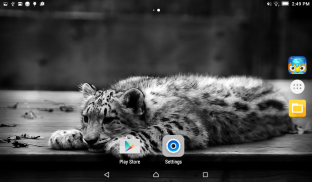 Snow Leopard Live Wallpaper screenshot 4