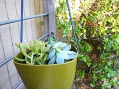 Hanging Flower Pots Ideas screenshot 3