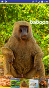 Animal Sounds and Ringtones screenshot 6