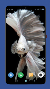 Betta Fish Wallpaper HD screenshot 15