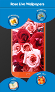 Rose Live Wallpapers screenshot 7