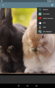 Rabbit Wallpapers screenshot 4