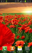 Poppies live wallpaper screenshot 3