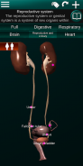 Internal Organs in 3D (Anatomy) screenshot 19